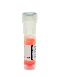 ARP8 | Actin-related protein 8, (clone 13F10,A4,G6), N-Terminal in the group Antibodies Plant/Algal / DNA/RNA/Cell Cycle / Transcription regulation at Agrisera AB (Antibodies for research) (AS20 4509-1ml)